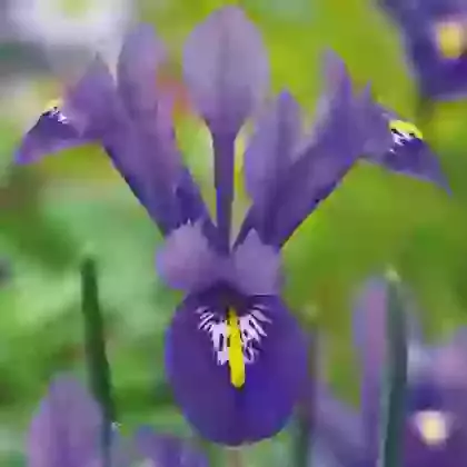 Iris Species & Hybrids
